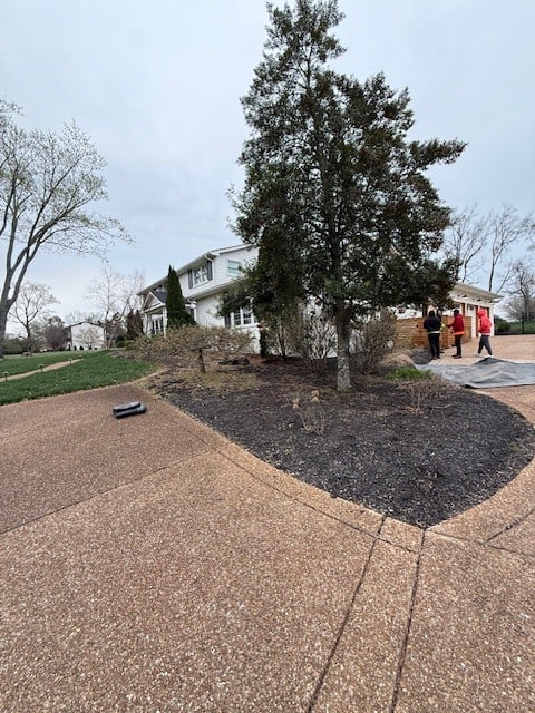 Before spring cleanup in Brentwood TN showing overgrown perennials, untrimmed shrubs, and no mulch installed