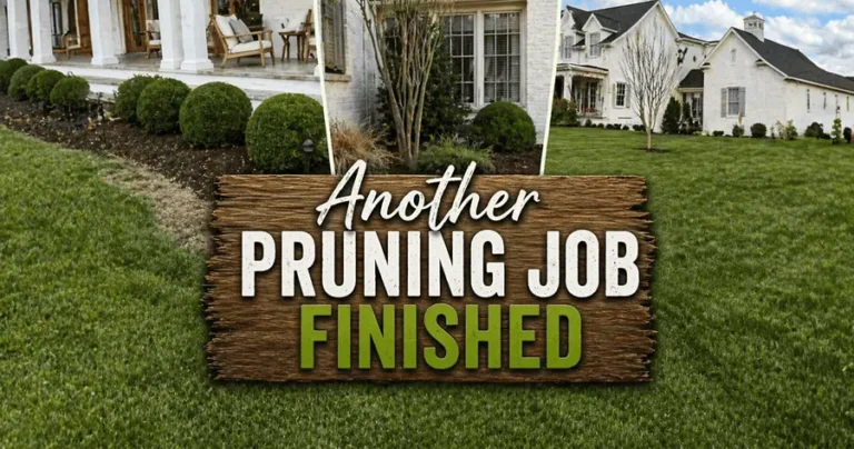 Read more about the article Pruning Services in Franklin TN: Real Project Results